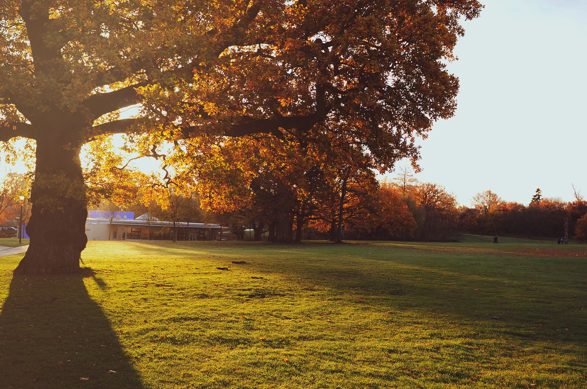 tree in leighton park school's park