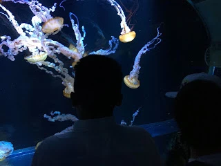 Yellow and purple jellyfish