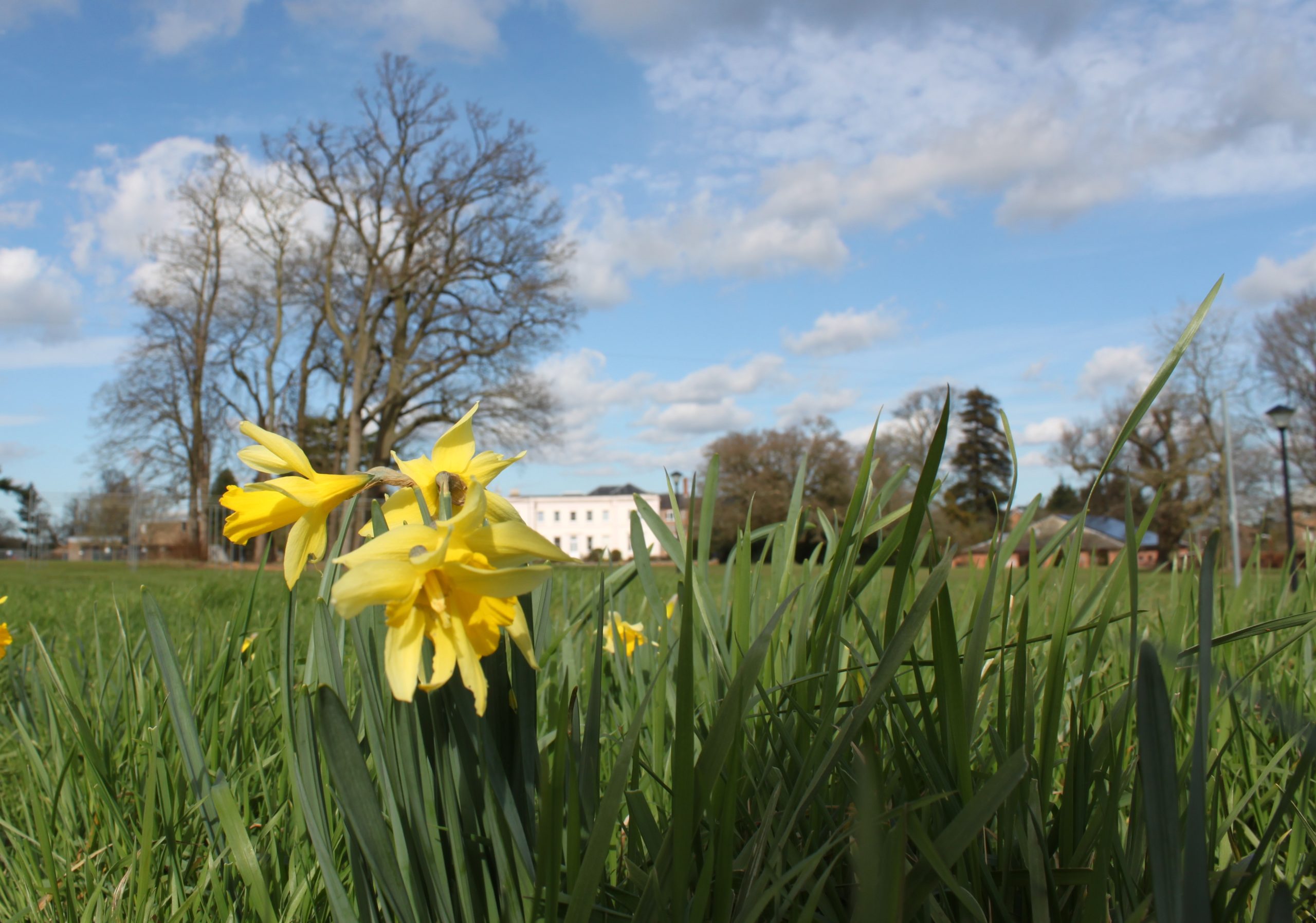 Daffodils surrounded by tall green grass